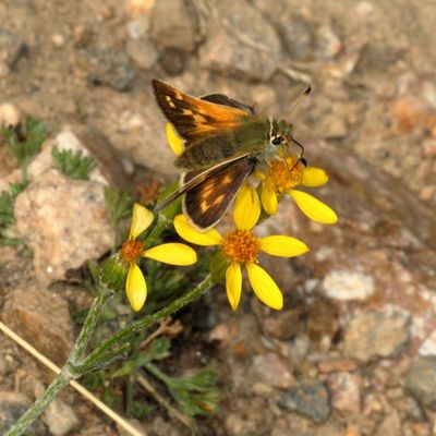 Juba Skipper