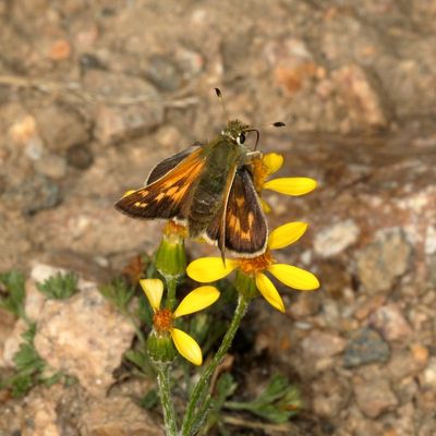Juba Skipper