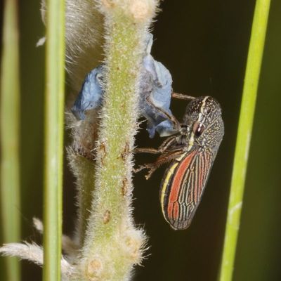 Cuerna striata * Striped Leafhoppe