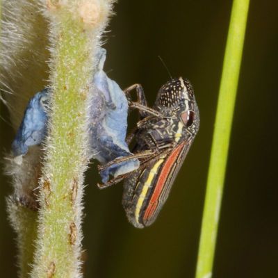 Cuerna striata * Striped Leafhopper