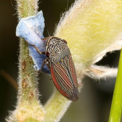 Cuerna striata * Striped Leafhopper