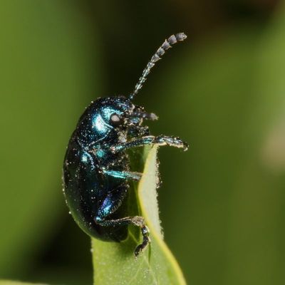 Chrysochus cobaltinus * Blue Milkweed Beetle
