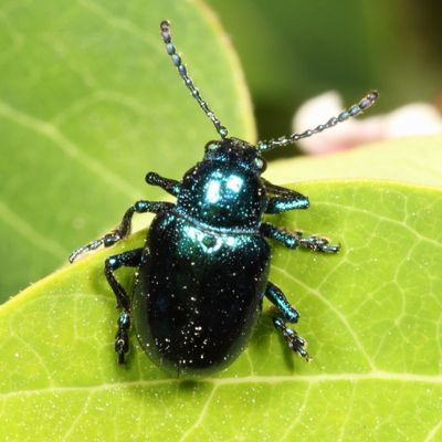 Chrysochus cobaltinus * Blue Milkweed Beetle