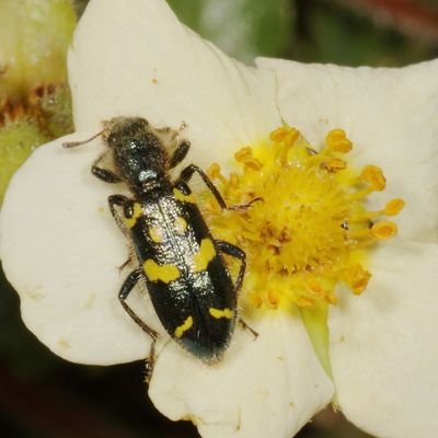 Trichodes ornatus * Ornate Checkered Beetle