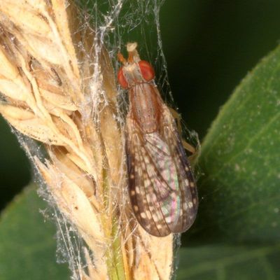 Trypetoptera canadensis