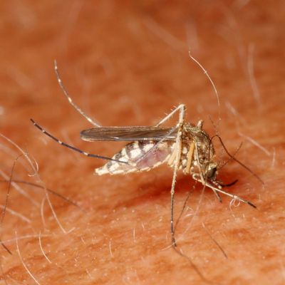 Aedes vexans * Inland Floodwater Mosquito