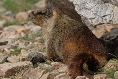 Yellow-bellied Marmot