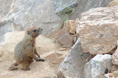Yellow-bellied Marmot / juvenile