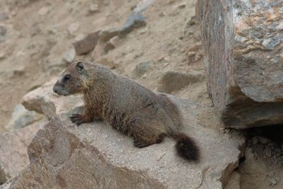 Yellow-bellied Marmot