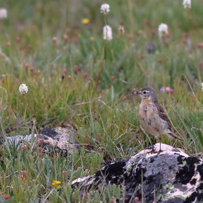 American Pipit