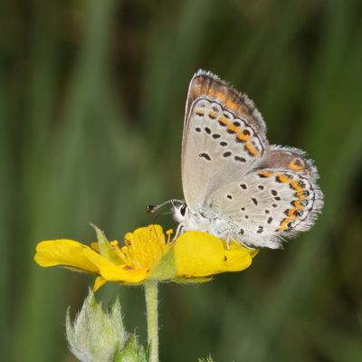 Northern Blue ♀