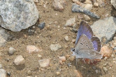 Boisduval's Blue