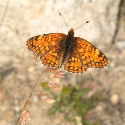 Sagebrush Checkerspot