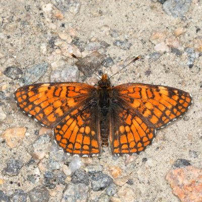 Sagebrush Checkerspot