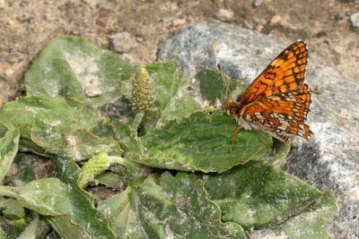 Sagebrush Checkerspot