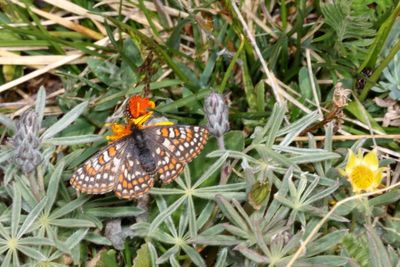 Edith's Checkerspot