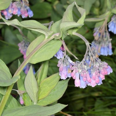 Mertensia ciliata * Mountain Bluebells