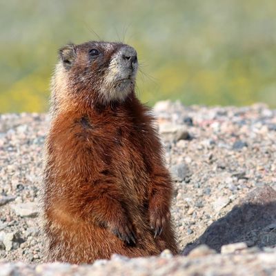 Yellow-bellied Marmot