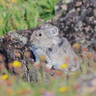 Pika
