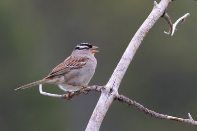White-crowned Sparrow