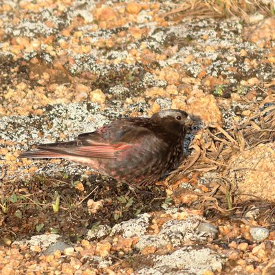 Black Rosy-Finch