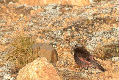 Black Rosy-Finch