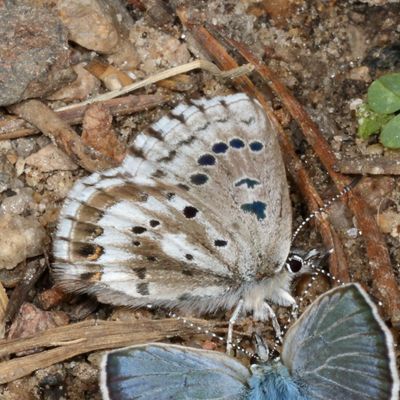 Arrowhead Blue