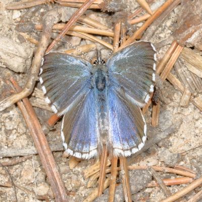 Arrowhead Blue