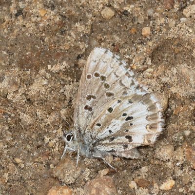 Arrowhead Blue