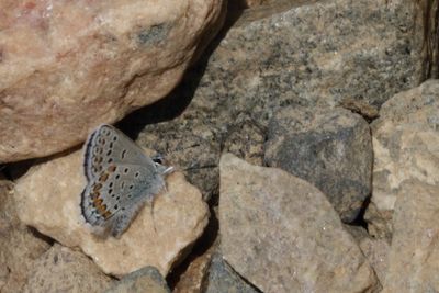 Northern Blue