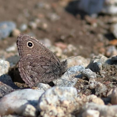 Small Wood-Nymph