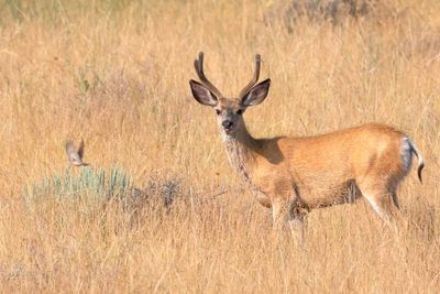 Rocky Mountain Mule Deer