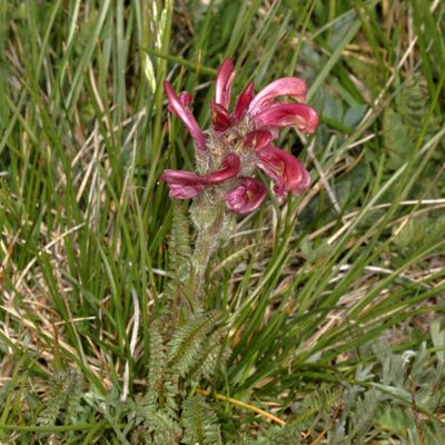 Pedicularis cystopteridifolia * Fern-leaved Lousewort