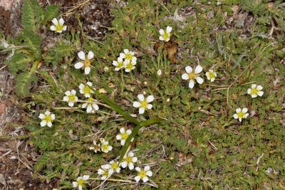 Cherleria obtusiloba * Alpine Sandwort