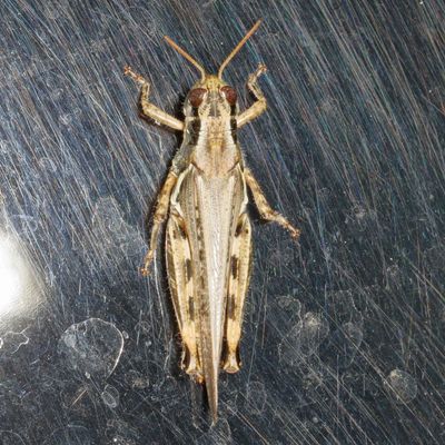 Genus Melanoplus