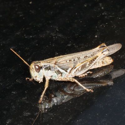Genus Melanoplus