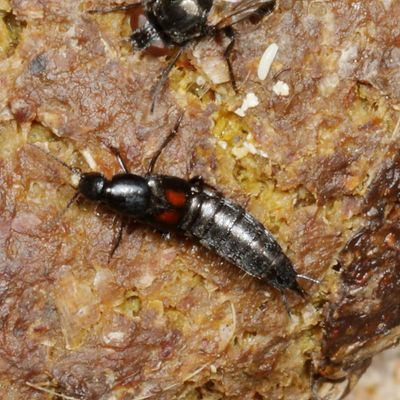 Philonthus cruentus