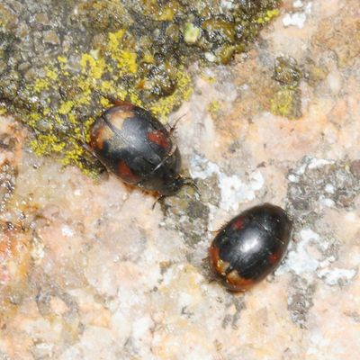 Sphaeridium scarabaeoides