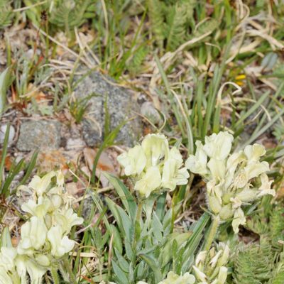 Locoweed Genus Oxytropis
