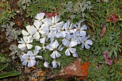 Phlox pulvinata * Cushion Phlox