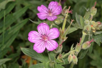 Geranium viscosissimum * Sticky Geranium