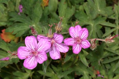 Geranium viscosissimum * Sticky Geranium