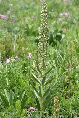 Frasera speciosa * Monument Plant