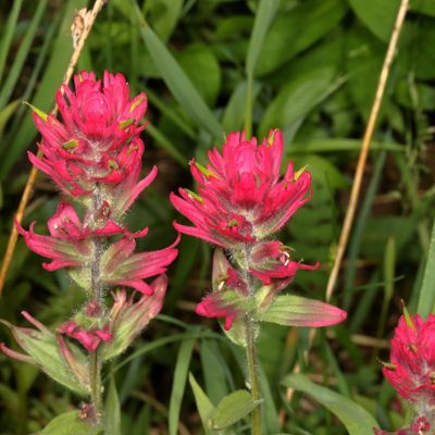 Castilleja rhexiifolia * Rhexia-leaf Indian-Paintbrush