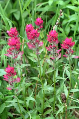 Castilleja rhexiifolia * Rhexia-leaf Indian-Paintbrush