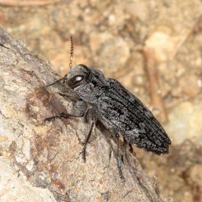 Genus Chrysobothris