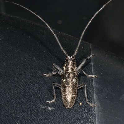 Monochamus scutellatus * White-spotted Sawyer