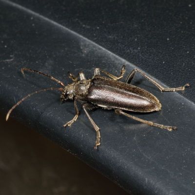 Genus Cortodera