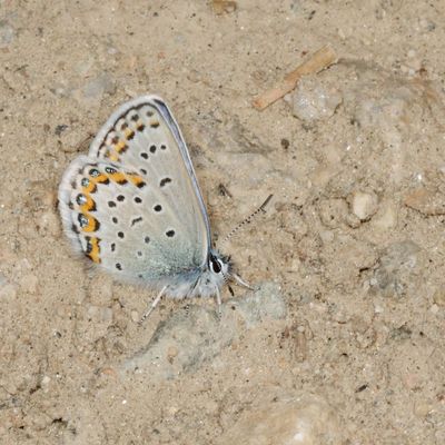 Northern Blue