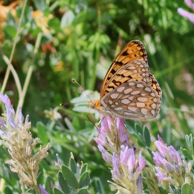 Zerene Fritillary ?